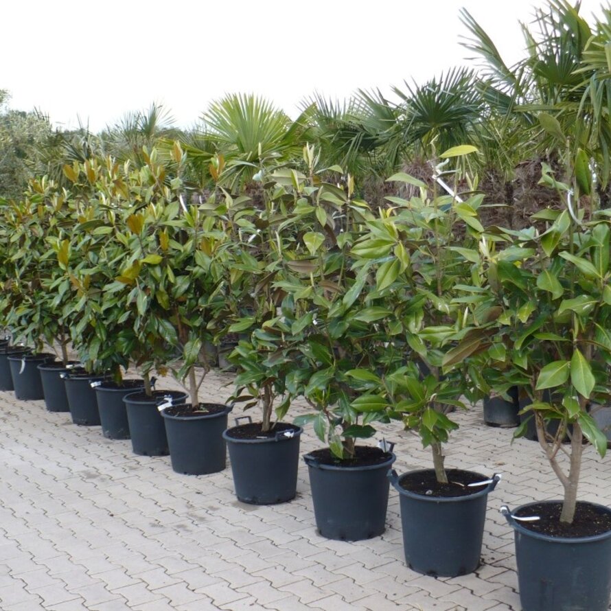 Magnolia grandiflora