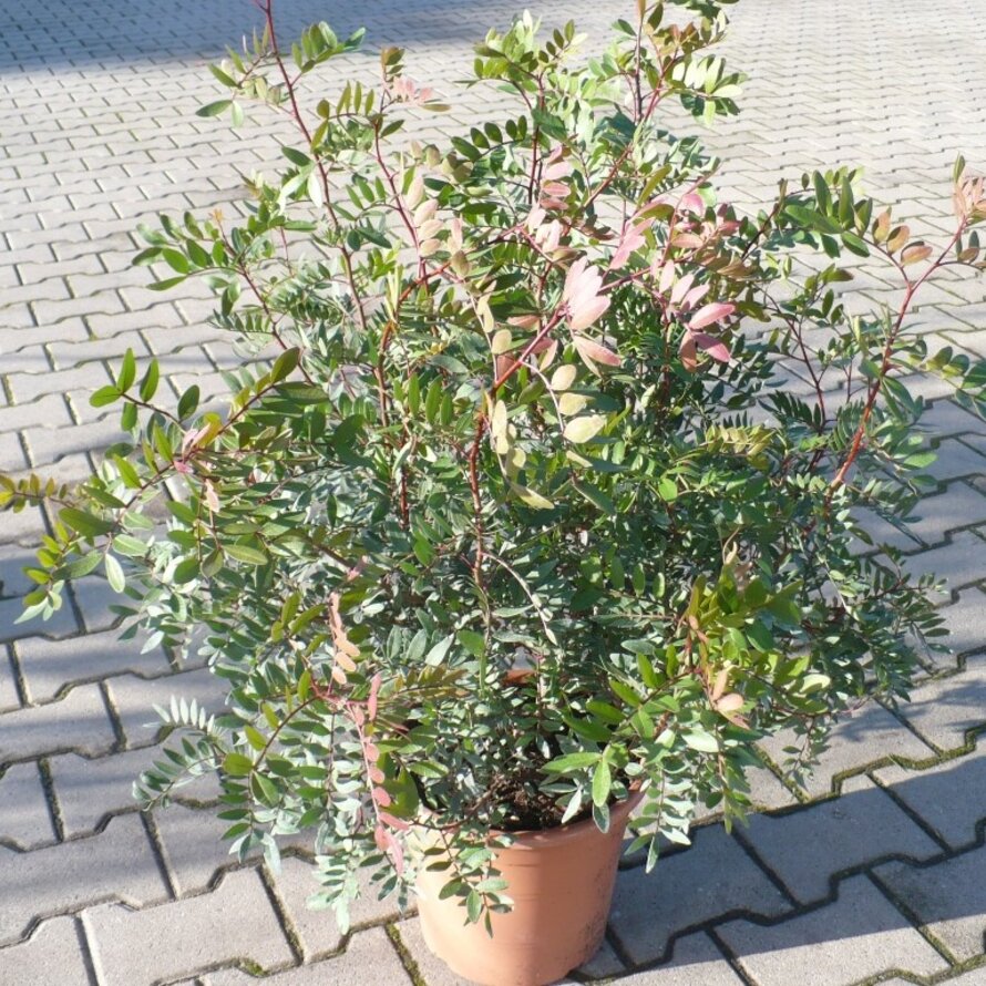 Pistacia lentiscus