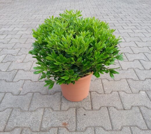 Pittosporum tobira (Kleefzaad)