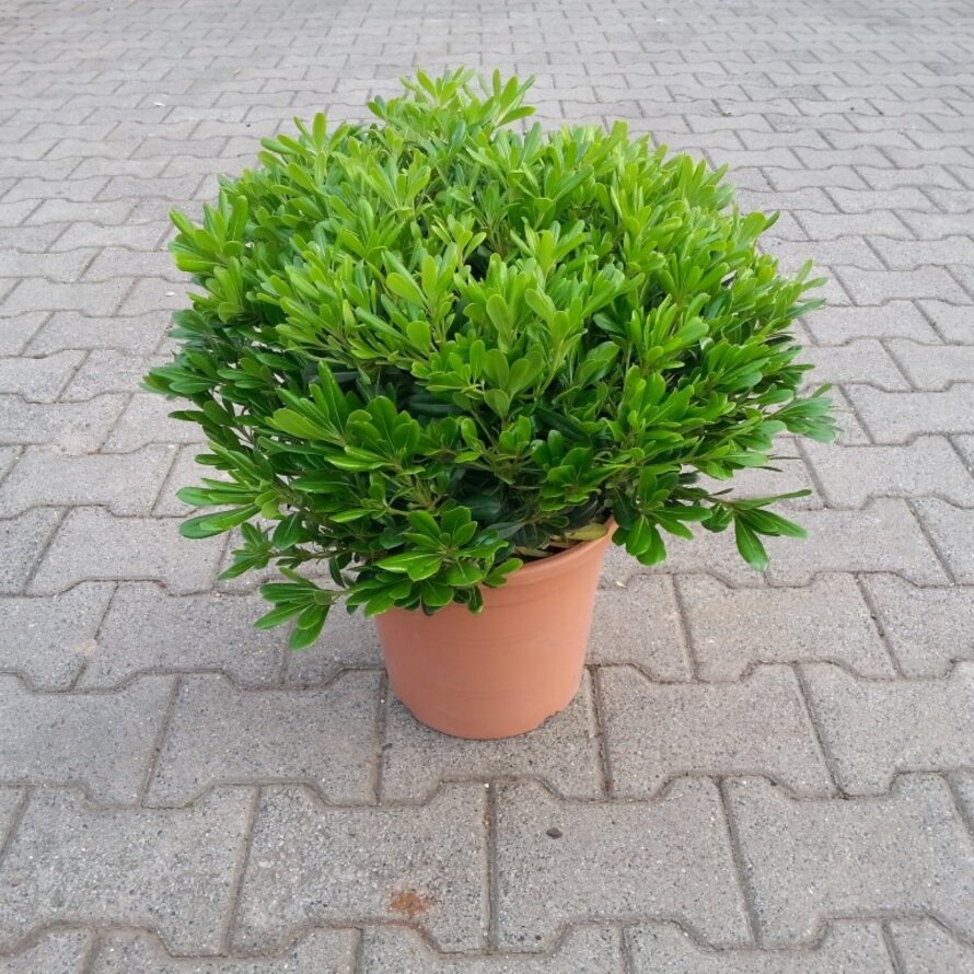 Pittosporum tobira