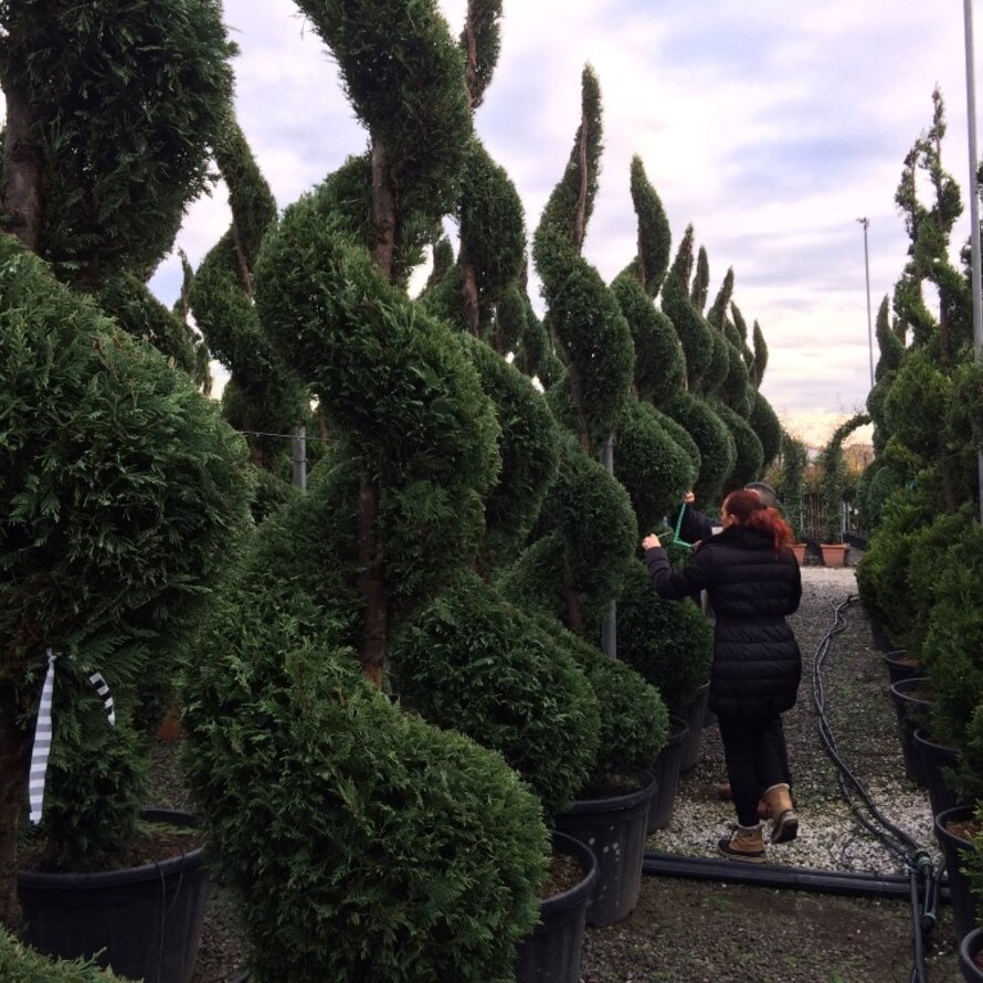 Snoeivormen - Tuinbonsai