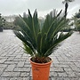 Cycas revoluta (Sagopalm-Vredespalm) 40/60 cm