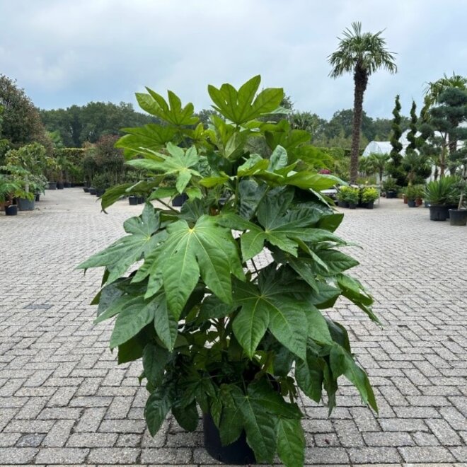 Fatsia japonica 120-140 cm planthoogte (Vingerplant)
