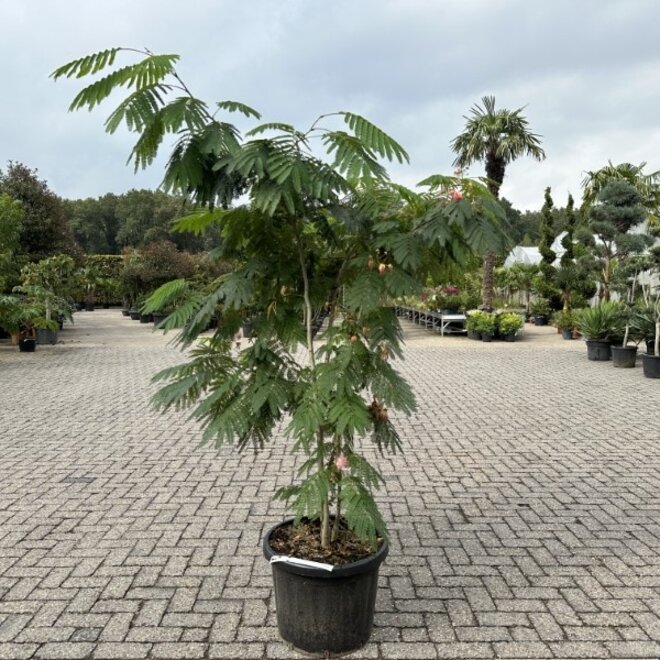 Meerstammige Albizia julibrissin Ombrella (Perzische slaapboom)