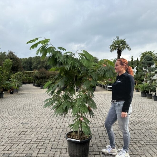 Meerstammige Albizia julibrissin Ombrella (Perzische slaapboom)