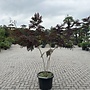 Meerstammige Albizia julibrissin Summer Chocolate