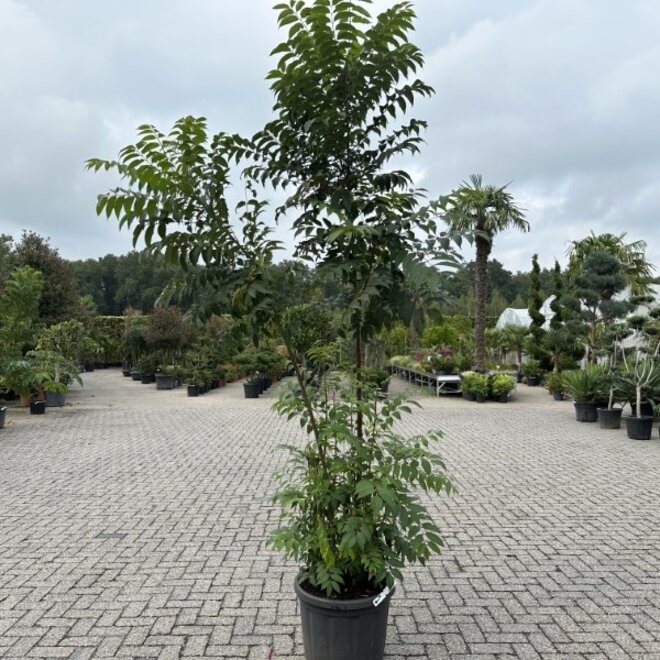 Toona sinensis Flamingo