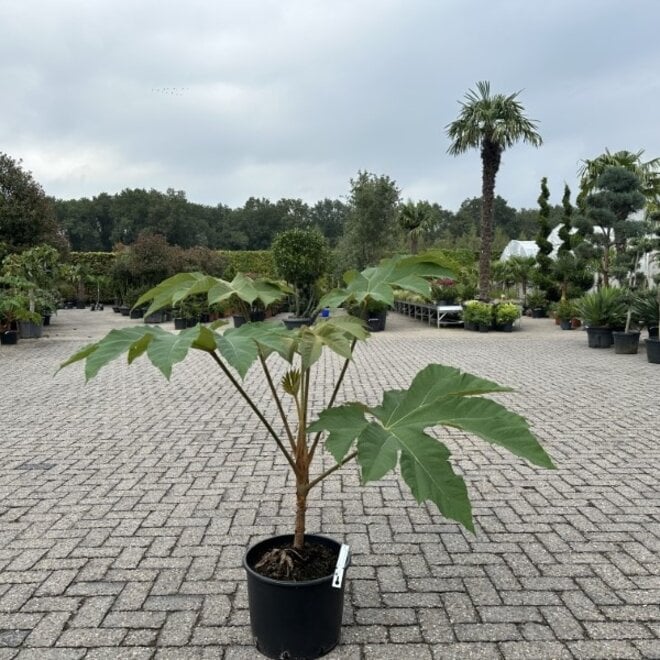 Tetrapanax papyrifera Rex