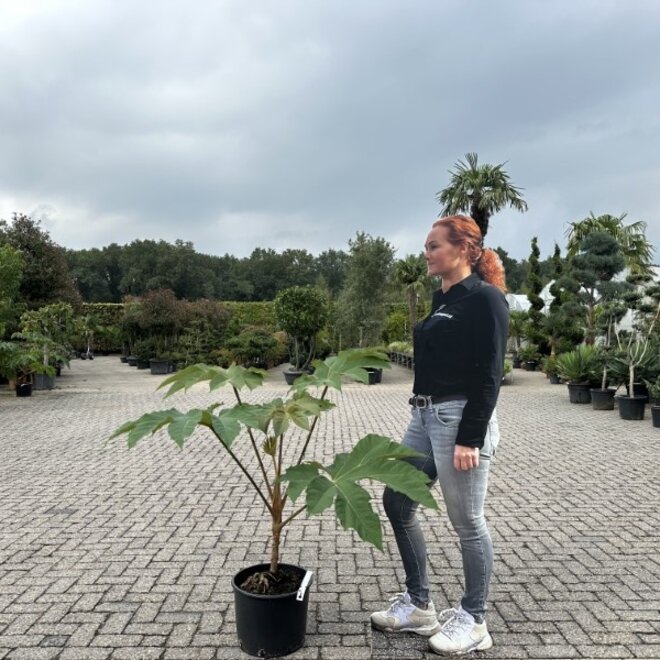 Tetrapanax papyrifera Rex