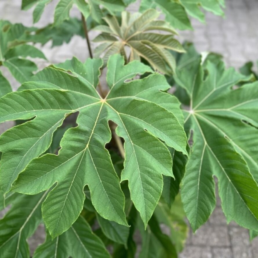 Tetrapanax