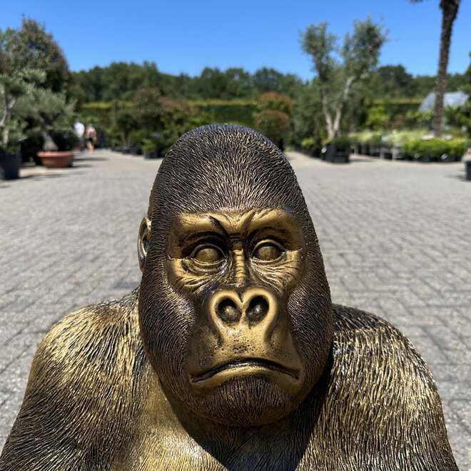 Gorilla beeld