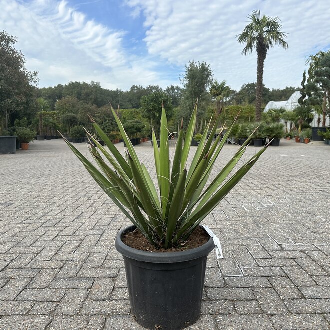 Yucca carnerosana