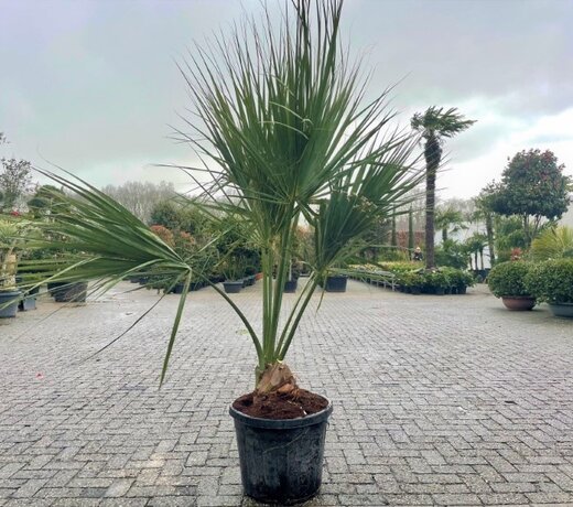 Sabal palmetto (Cabbage palm)