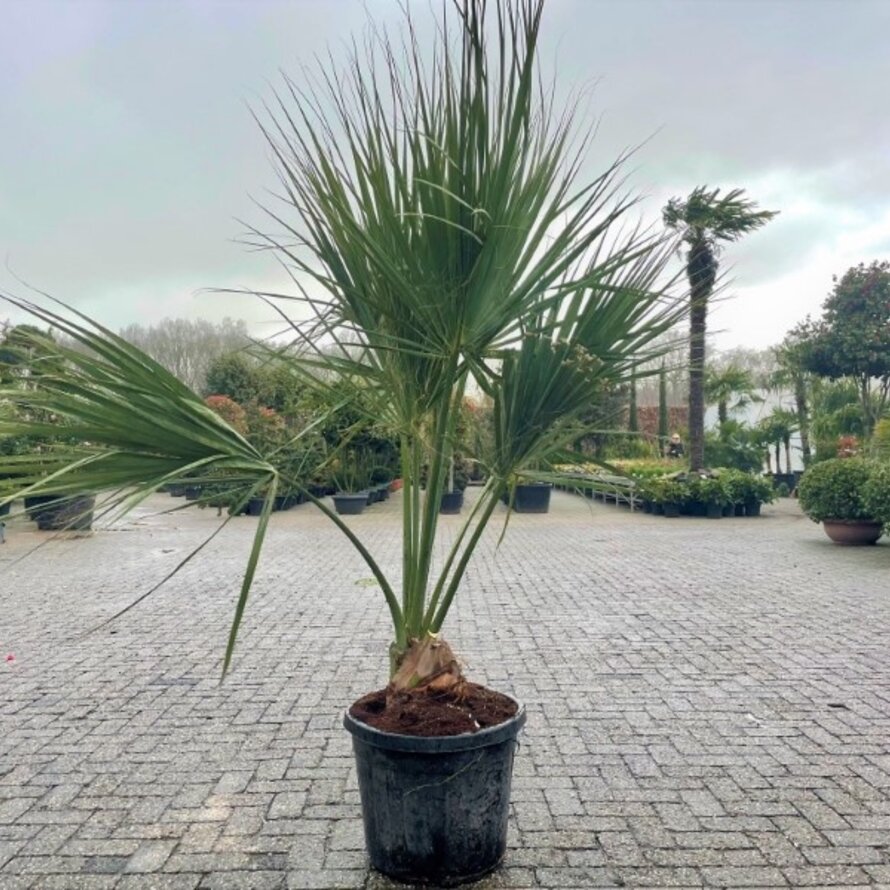 Sabal palmetto