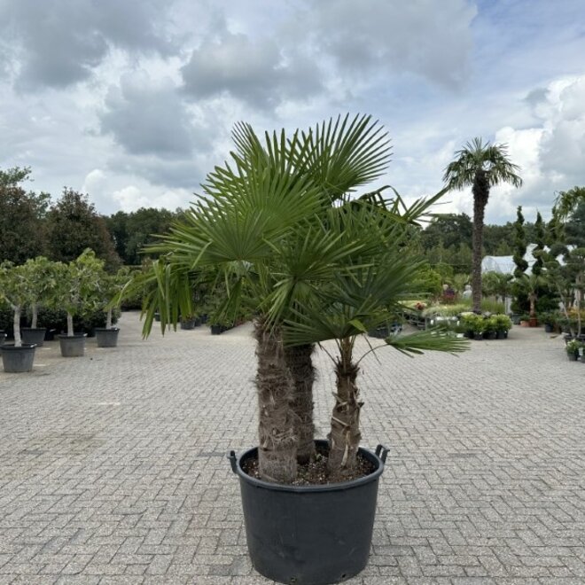 Trachycarpus fortunei meerstammig