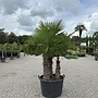 Trachycarpus fortunei (Chinese henneppalm) - meerstammig