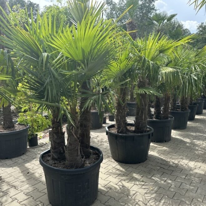 Trachycarpus fortunei (Chinese henneppalm) - meerstammig