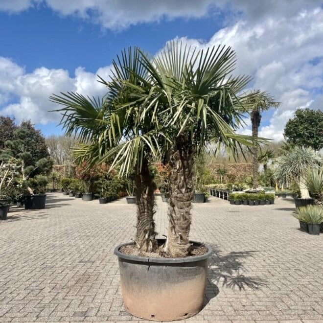 Trachycarpus fortunei multistam - groot