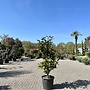Magnolia grandiflora Gallisoniensis 125/150 cm (Beverboom)