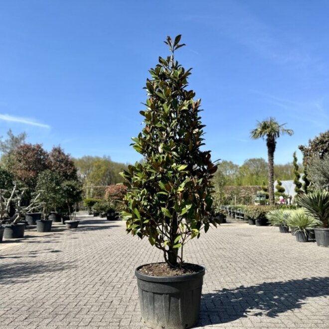 Magnolia grandiflora Gallisoniensis 260/280 cm (Beverboom)