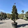 Magnolia grandiflora Gallisoniensis 260/280 cm (Beverboom)