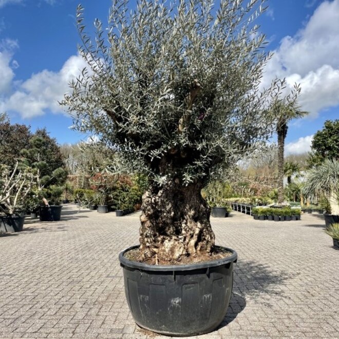 Olijfboom (Olea europaea) 120/140 cm stamomtrek  - bonsai