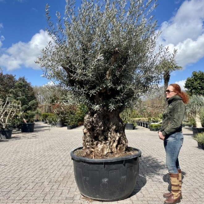 Olijfboom (Olea europaea) 120/140 cm stamomtrek  - bonsai