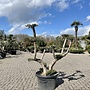 Olijfboom (Olea europaea) pon pon 100/120 cm