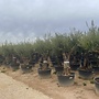 Olijfboom (Olea europaea) 80/100 cm stamomtrek vertakt