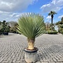 Yucca rostrata 30/40 cm stam Superior