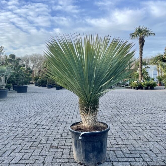 Yucca rostrata 50/60 cm stam Superior