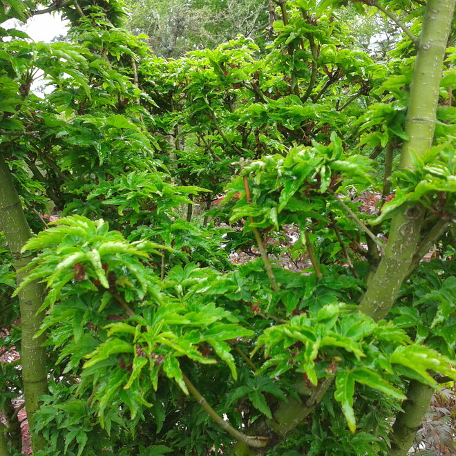 Acer palmatum Shisigashira/Crispifolium