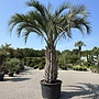 Butia yatay