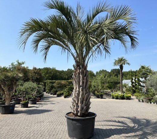 Butia yatay