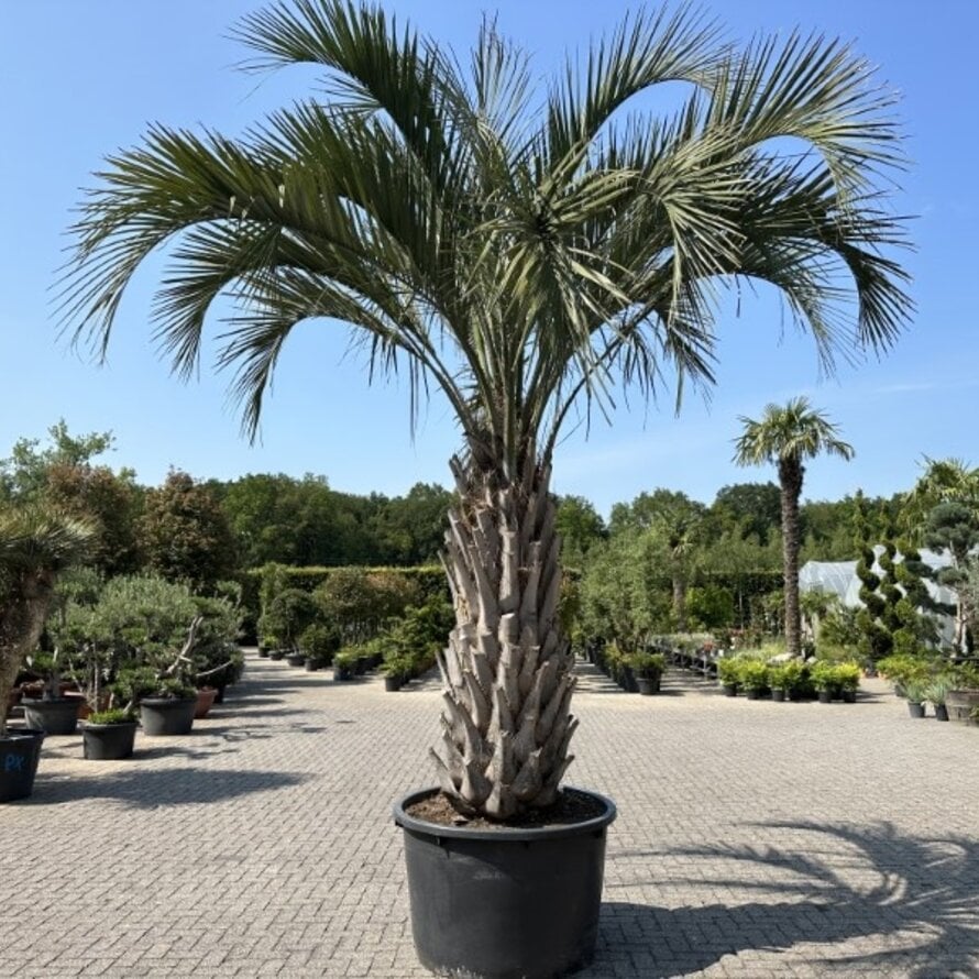 Butia yatay