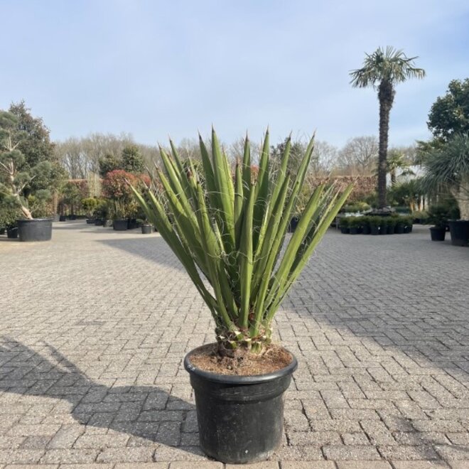 Yucca faxoniana 80/100 cm