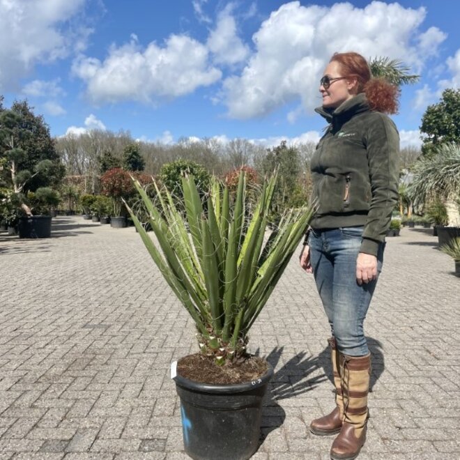 Yucca faxoniana 80/100 cm