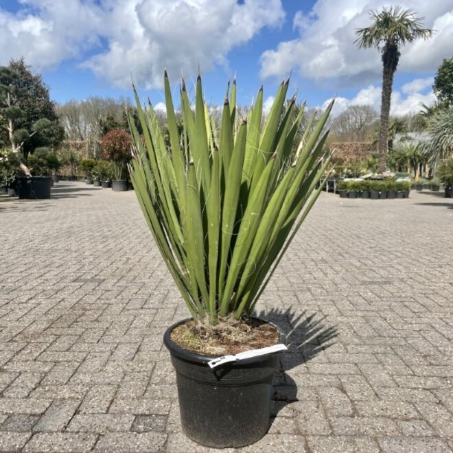 Yucca faxoniana 60/80 cm