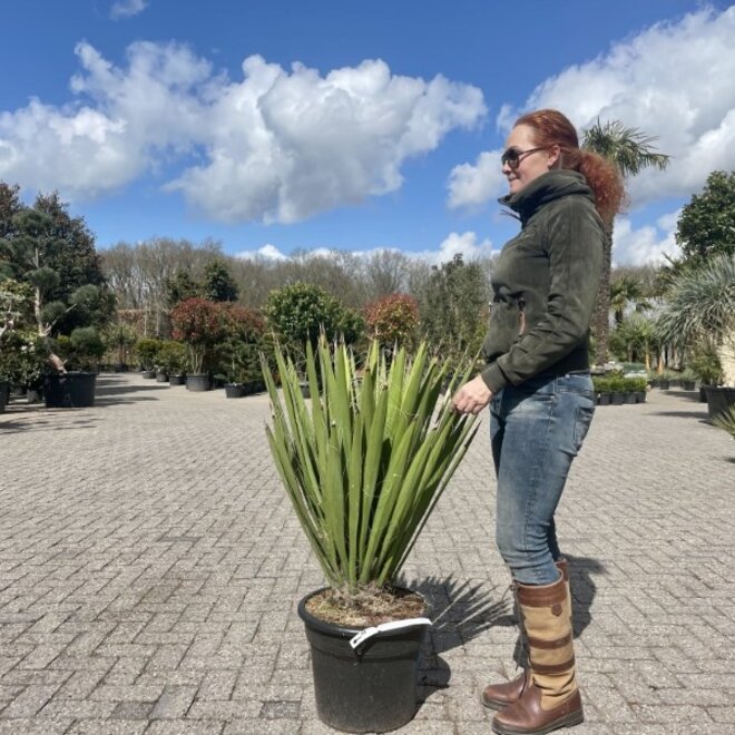 Yucca faxoniana 60/80 cm