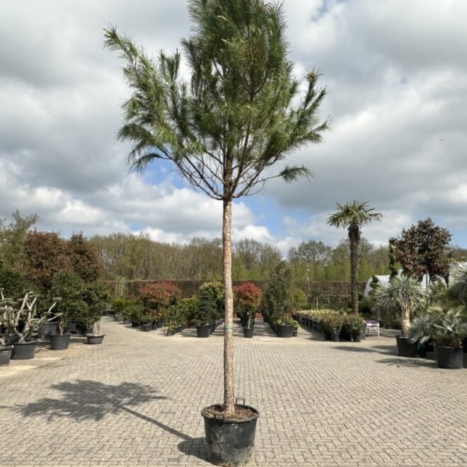 Pinus pinea hoogstam (Pijnboom/Parasolden)
