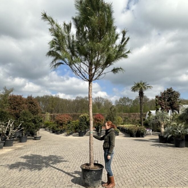 Pinus pinea hoogstam (Pijnboom/Parasolden)