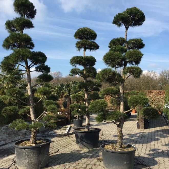 Pinus nigra nigra pon pon