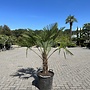 Trachycarpus wagnerianus (Wagnerpalm) 30/40 cm stamhoogte