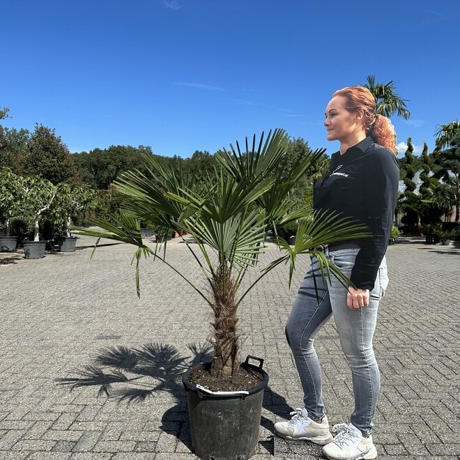Trachycarpus wagnerianus (Wagnerpalm) 30/40 cm stamhoogte