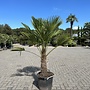Trachycarpus wagnerianus (Wagnerpalm) 60/80 cm stamhoogte