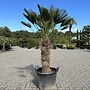 Trachycarpus wagnerianus (Wagnerpalm) 80/100 cm stamhoogte