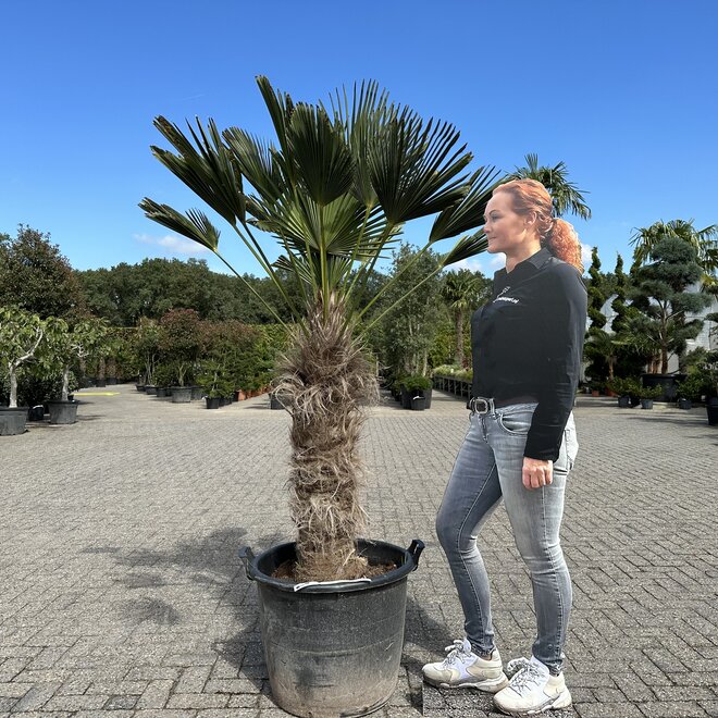 Trachycarpus wagnerianus (Wagnerpalm) - 80/100 cm