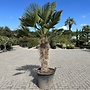 Trachycarpus wagnerianus (Wagnerpalm) 100/120 cm stamhoogte