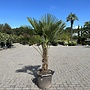 Trachycarpus wagnerianus (Wagnerpalm) 40/50 cm stamhoogte