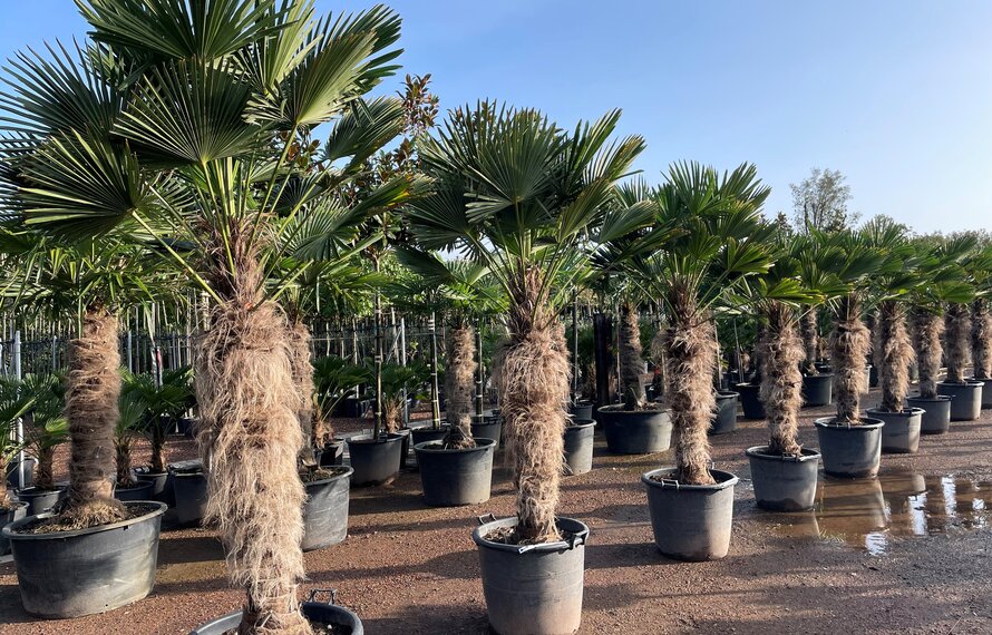 Ontdek de Trachycarpus wagnerianus palmboom